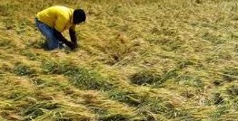 Maharashtra crop damage assessment after heavy rains – farmers to receive compensation.